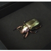 Silver Gold Bronze Scarab Real Jewel Beetle Framed Chrysina chrysargyrea Moonlight Display