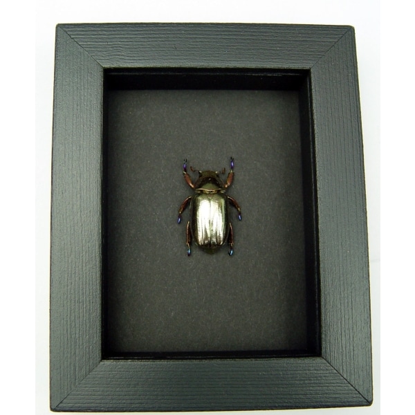 Silver Gold Bronze Scarab Real Jewel Beetle Framed Chrysina chrysargyrea Moonlight Display