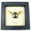 Silver Gold Bronze Scarab Flying Jewel Beetle Framed Chrysina chrysargyrea