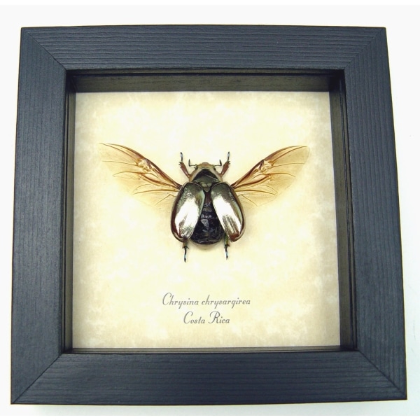 Silver Gold Bronze Scarab Flying Jewel Beetle Framed Chrysina chrysargyrea