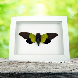 Trengganua sybylla Leaf Green Cicada Framed Insect Taxidermy Vibrant White Display