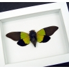 Trengganua sybylla Leaf Green Cicada Framed Insect Taxidermy Vibrant White Display