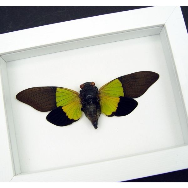 Trengganua sybylla Leaf Green Cicada Framed Insect Taxidermy Vibrant White Display
