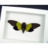 Trengganua sybylla Leaf Green Cicada Framed Insect Taxidermy Vibrant White Display