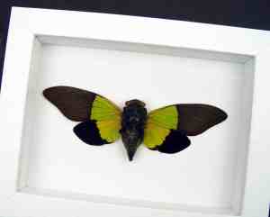 Trengganua sybylla Leaf Green Cicada Framed Insect Taxidermy Vibrant White Display