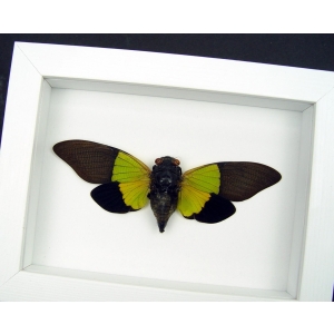 Trengganua sybylla Leaf Green Cicada Framed Insect Taxidermy Vibrant White Display