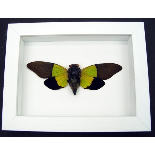 Trengganua sybylla Leaf Green Cicada Framed Insect Taxidermy Vibrant White Display