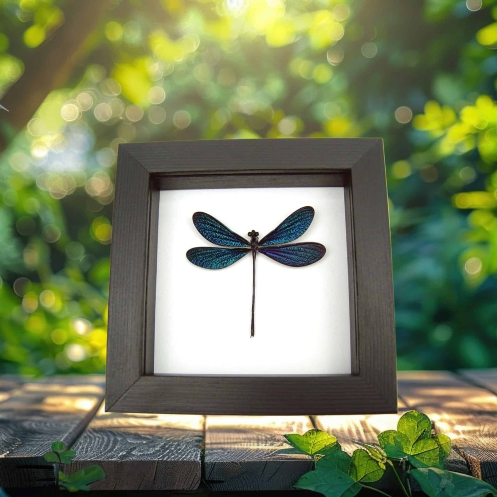 Framed Damselfly Aurora Borealis Green Damselfly Classic Black Display Framed Damselfly Aurora Borealis Green Damselfly Classic Black Display
