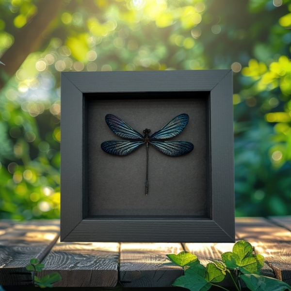 Aurora Borealis Glittery Purple Damselfly Framed Taxidermy Moonlight Display Aurora Borealis Glittery Purple Damselfly Framed Taxidermy Moonlight Display