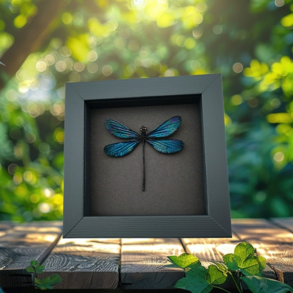 Real Damselfly Aurora Borealis Glittery Green Damselfly Framed Taxidermy Moonlight Display