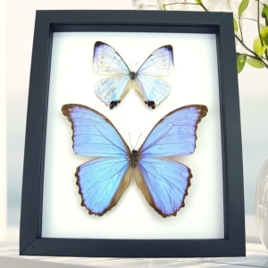 Mother of Pearl Butterflies Purple Morpho Butterfly Collection Framed Taxidermy Classic Black Display