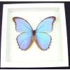 Real Purple Morpho Godarti Butterfly Framed Taxidermy Vibrant White Display