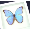 Mother's Day Butterfly Giant Framed Purple Morpho Vibrant White Displays