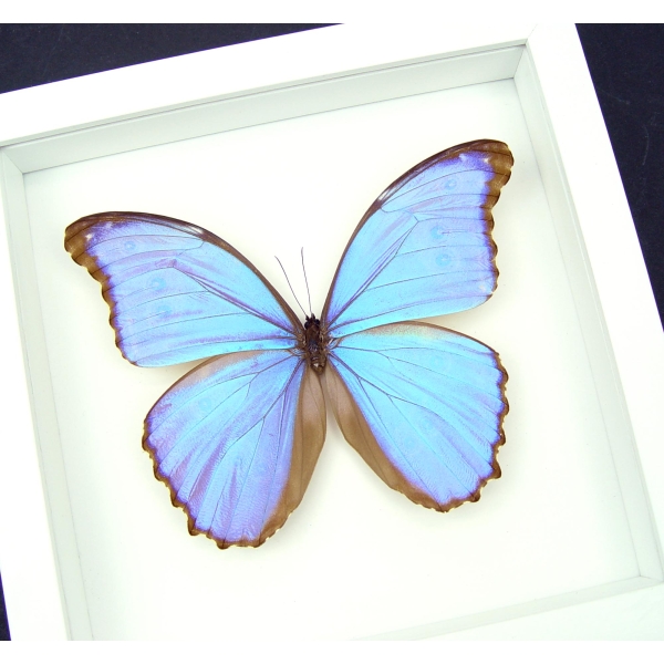 Mother's Day Butterfly Giant Framed Purple Morpho Vibrant White Displays