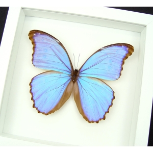 Mother's Day Butterfly Giant Framed Purple Morpho Vibrant White Displays