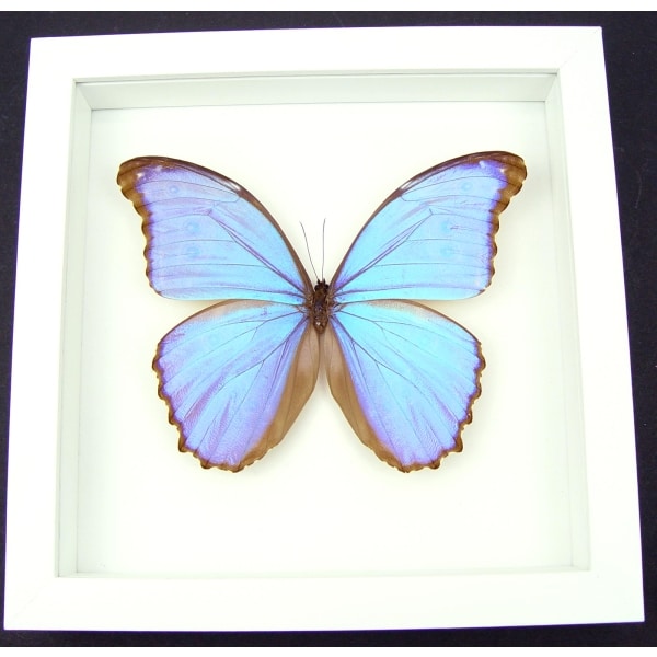 Real Purple Morpho Godarti Butterfly Framed Taxidermy Vibrant White Display
