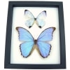 Mother of Pearl Butterflies Purple Morpho Butterfly Collection Framed Taxidermy Classic Black Display
