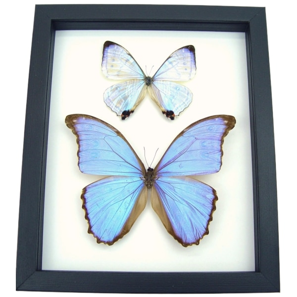 Mother of Pearl Butterflies Purple Morpho Butterfly Collection Framed Taxidermy Classic Black Display
