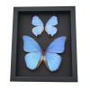 Mother of Pearl Butterflies Purple Morpho Butterfly Collection Moonlight Display Framed Taxidermy
