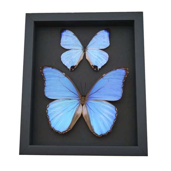 Mother of Pearl Butterflies Purple Morpho Butterfly Collection Moonlight Display Framed Taxidermy