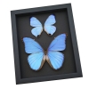 Mother of Pearl Butterflies Purple Morpho Butterfly Collection Moonlight Display Framed Taxidermy