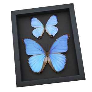 Mother of Pearl Butterflies Purple Morpho Butterfly Collection Moonlight Display Framed Taxidermy
