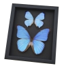 Mother of Pearl Butterflies Purple Morpho Butterfly Collection Moonlight Display Framed Taxidermy