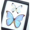Mother of Pearl Butterflies Purple Morpho Butterfly Collection Framed Taxidermy Classic Black Display