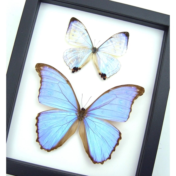 Mother of Pearl Butterflies Purple Morpho Butterfly Collection Framed Taxidermy Classic Black Display