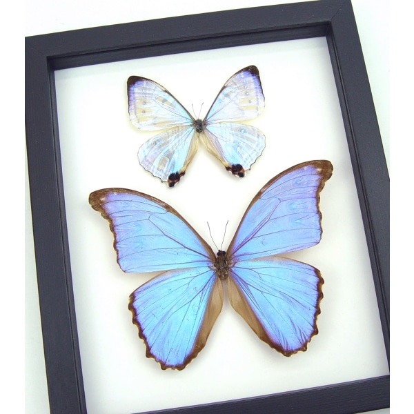 Mother of Pearl Butterflies Purple Morpho Butterfly Collection Framed Taxidermy Classic Black Display