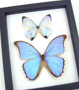 Mother of Pearl Butterflies Purple Morpho Butterfly Collection Framed Taxidermy Classic Black Display