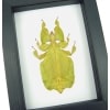 Yellow Green Leaf Insect Phyllium Pulchrifolium Female Framed Classic Black Display
