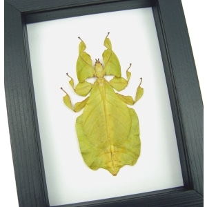 Yellow Green Leaf Insect Phyllium Pulchrifolium Female Framed Classic Black Display