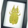 Yellow Green Leaf Insect Phyllium Pulchrifolium Female Framed Classic Black Display