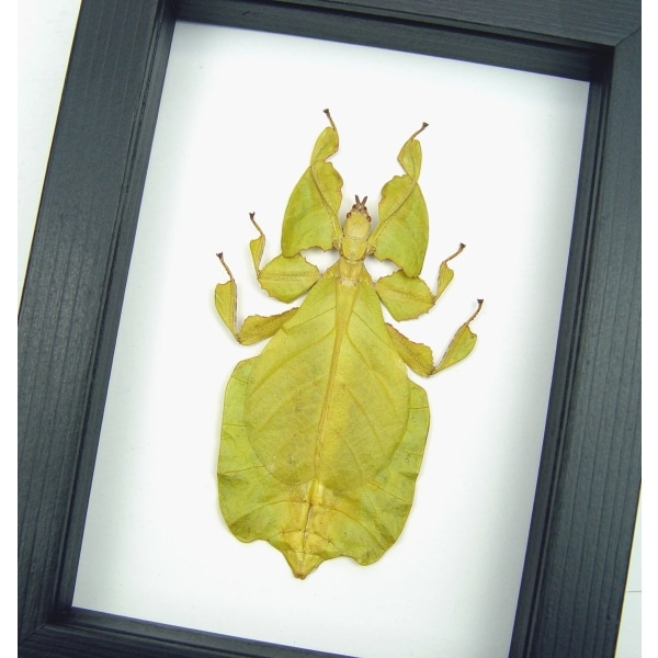 Yellow Green Leaf Insect Phyllium Pulchrifolium Female Framed Classic Black Display