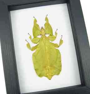 Yellow Green Leaf Insect Phyllium Pulchrifolium Female Framed Classic Black Display
