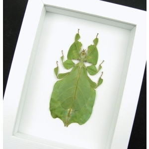 Green Leaf Insect Phyllium Pulchrifolium Female Framed Taxidermy Vibrant White Display