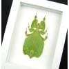 Green Walking Leaf Insect Phyllium Pulchrifolium Female Vibrant White Display