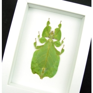 Green Walking Leaf Insect Phyllium Pulchrifolium Female Vibrant White Display