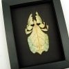 Pale Green Walking Leaf Insect Phyllium Pulchrifolium Female Framed Taxidermy Moonlight Display