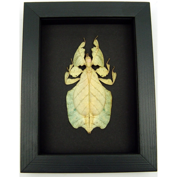 Pale Green Walking Leaf Insect Phyllium Pulchrifolium Female Moonlight Display