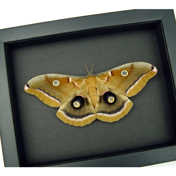 Antheraea polyphemus Female Moth XL Resting Real Framed Taxidermy Moonlight Display