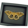 Antheraea polyphemus Female Moth XL Resting Real Framed Taxidermy Moonlight Display