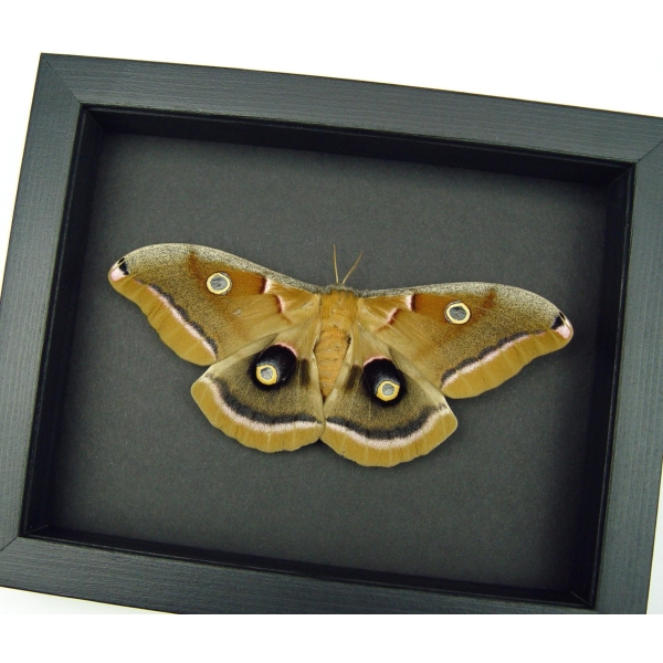 Antheraea polyphemus Female Moth XL Resting Real Framed Taxidermy Moonlight Display