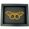 Antheraea polyphemus Female Moth XL Resting Real Framed Taxidermy Moonlight Display