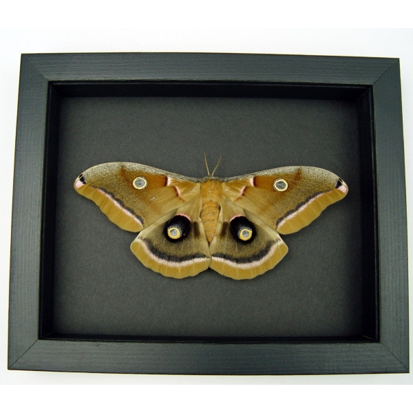 Antheraea polyphemus Female Moth XL Resting Real Framed Taxidermy Moonlight Display
