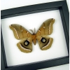Antheraea polyphemus male Moth XL Real Framed Taxidermy Classic Black Display