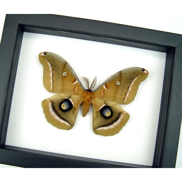 Antheraea polyphemus male Moth XL Real Framed Taxidermy Classic Black Display