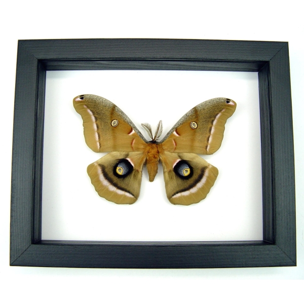 Antheraea polyphemus male Moth XL Real Framed Taxidermy Classic Black Display