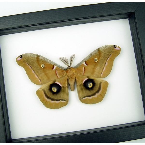 Resting Antheraea polyphemus male XL Real Framed Silk moth Classic Black Display